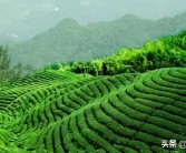 石山地區(qū)柑橘種植技術(shù)_柘洋村是正巖還是半巖