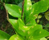 除草布柑橘種植技術_甲嘧磺酮除草劑