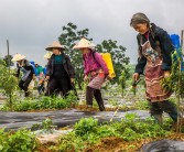 柑橘種植及橘園套種技術(shù)_青島地區(qū)栽的桔子樹在外面能過冬嗎