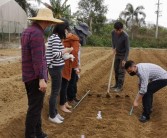 陽(yáng)江柑橘種植技術(shù)價(jià)格_太湖水域面積劃分