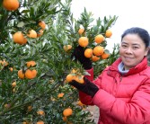 柑橘雜草種植技術(shù)視頻邊坡_能否分享一下能令人心曠神怡的壁紙和音樂(lè )