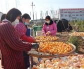 柑橘樹(shù)種植技術(shù)圖解_怎么種植柑橘苗