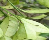 柑橘樹(shù)冬季管理_橘子樹(shù)和橙子樹(shù)哪個(gè)耐寒