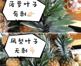 沃柑和粑粑柑哪個(gè)更好吃一點(diǎn)_哪里的水果好吃