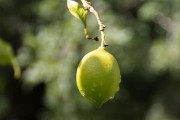 強柑橘保花保果藥排名（柑桔保花保果枝術(shù)）