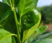 柑橘種植技術(shù)指導視頻_沃柑夏梢旺長不控梢會不會掉果