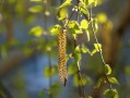 橘子樹種植技術(shù)視頻（橘子樹的種植技術(shù)）