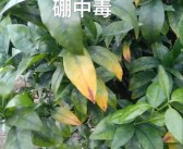 柑橘病蟲(chóng)害缺素自動(dòng)識別器_柑橘新梢葉片黃色不轉綠是什么原因