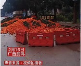 沃柑橘子種植技術(shù)視頻_沙糖桔內膛小枝可以剪掉嗎