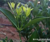 柑橘冬季種植技術_柑橘冬季嫁接方法