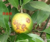 這樣種植柑橘加快豐產(chǎn)提升品質(zhì)│柑橘種植技術(shù)