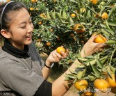 臺州柑橘種植技術(shù)視頻教程_黃巖是哪個(gè)省