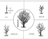 柑橘種植技術(shù)創(chuàng  )新人才團隊_怎么對現有的柑橘樹(shù)