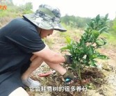 柑橘樹(shù)主桿型種植技術(shù)_皂角樹(shù)的種植前景究竟如何