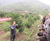 四川種植柑橘技術(shù)員_在農村種植水果怎么正規化