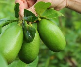 柑橘與檸檬種植技術(shù)與管理_香水檸檬種植幾年結果