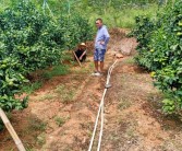 柑橘雨水多怎樣防病蟲(chóng)害_如何預防柑橘出現日灼