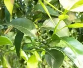 國外現(xiàn)代柑橘種植技術(shù)_沃柑蓋膜種植技術(shù)