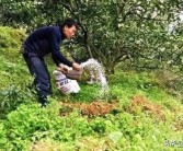 柑橘高效生態(tài)種植技術_云南柑橘種植面積排行