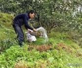 春夏季柑橘種植技術(shù)_柑桔一年四季都可以用的農藥