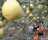 玉林柑橘苗種植技術_今年的水果為什么這么貴