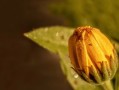 沃柑有花蕾后可以打尿素嗎（沃柑花蕾期打什么藥）