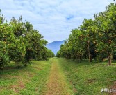 規模種植柑橘技術(shù)研究報告_柑橘種植產(chǎn)業(yè)管理制度