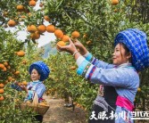 安順柑橘種植技術(shù)視頻講解_黃葛樹(shù)和黃果樹(shù)的區別