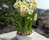 橘子樹(shù)花苞圖片_如何讓橘子樹(shù)開(kāi)花結果