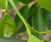 柑橘種植管理技術(shù)交流視頻_用有有有有造一個句