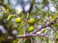 柑子樹栽培技術(shù)視頻（柑樹種植技術(shù)）