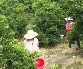 柑橘疏果種植技術(shù)_橘子樹為什么掛不住果實和花