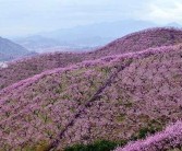 金華源東柑橘種植技術(shù)_剛買的柑橘怎么種植