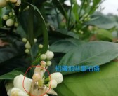 柑橘病蟲(chóng)害保花保果技術(shù)_奇寶920在柑橘保果上效果如何