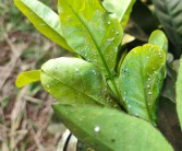 家養柑橘常見(jiàn)病蟲(chóng)害_橘子樹(shù)葉上結了黑黑的一層東西怎么辦