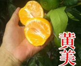 象山最新品種柑橘苗價(jià)格_南方利潤很?chē)樔说?0個(gè)冷門(mén)種植