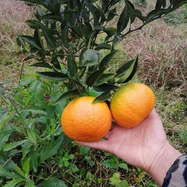 迎河柑橘種植技術(shù)_在河南信陽可以種植沃柑嗎