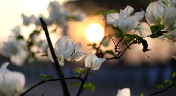 柑橘樹花期如何管理（柑橘樹花期如何管理視頻）