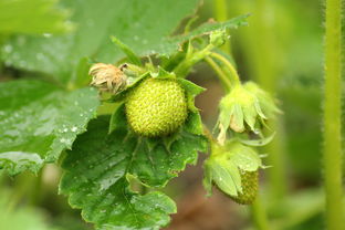 沃柑開(kāi)花期打什么農藥好呢視頻（沃柑開(kāi)花噴什么藥）