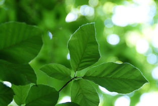 柑橘樹(shù)弱如何快速恢復旺盛（柑橘樹(shù)弱發(fā)黃葉落,施肥不見(jiàn)明顯效果,根有腐爛）