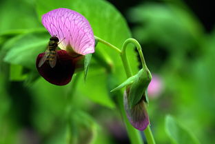 脆蜜金桔促花技術(shù)管理（脆蜜金桔種植條件）