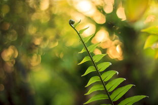 大雅柑桔種植技術(shù)視頻教程（大雅柑桔種植技術(shù)視頻教程下載）