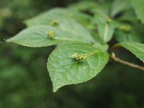 脆皮金桔需要種植技術(shù)嗎（脆皮金桔需要種植技術(shù)嗎）