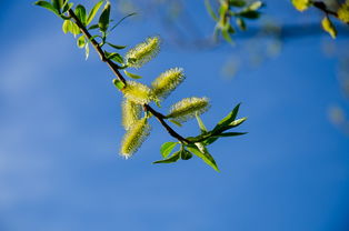 柑橘幼樹(shù)春季病蟲(chóng)害防治方法（柑橘樹(shù)病蟲(chóng)防治與用藥）