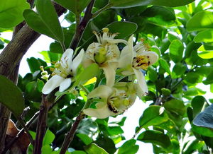 柑橘種植管理技術(shù)要點總結(jié)報告（柑橘種植管理技術(shù)要點總結(jié)報告）