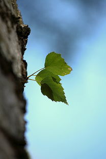 柑橘樹施秋肥施多少鈣鎂肥（柑橘樹秋肥該什么時候是施）