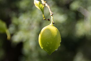 柑橘三年樹(shù)夏剪技術(shù)視頻（最好柑橘樹(shù)剪枝方法視頻）