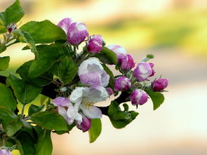 春見果樹種植技術(shù)視頻（春見果樹修剪）