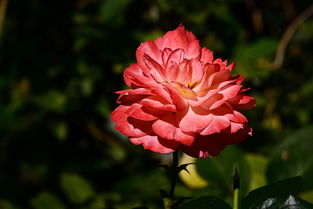 沃柑開(kāi)花期需要打什么農(nóng)藥呢（沃柑開(kāi)花期間可以施肥嗎）