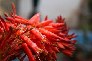 柑橘花雷期噴什么藥（柑橘花蕾期噴什么藥）